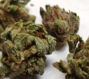 FLOWER 3.5g - AMF at Curaleaf AZ Bell FLOWER 3.5g - AMF at Curaleaf AZ Bell