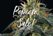 Pierce Haze | 14g | Popcorn at Curaleaf AZ Bell Pierce Haze | 14g | Popcorn at Curaleaf AZ Bell