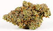 Skunk Fighter Haze #3 at Curaleaf AZ Youngtown Skunk Fighter Haze #3 at Curaleaf AZ Youngtown