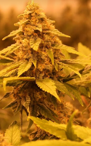 FLOWER 1g - Jack Herer at Curaleaf AZ Bell FLOWER 1g - Jack Herer at Curaleaf AZ Bell