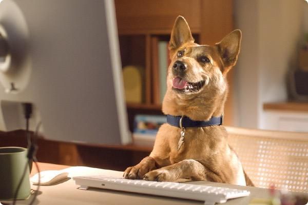 Gus the Optimum Internet Dog at a desk on a the computer
