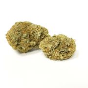 In the Pines | 3.5g | Mid Tier at Curaleaf AZ Gilbert In the Pines | 3.5g | Mid Tier at Curaleaf AZ Gilbert