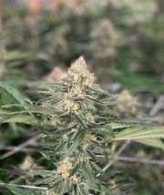 Flower 3.5g - Sunshine Daydream at Curaleaf AZ Bell Flower 3.5g - Sunshine Daydream at Curaleaf AZ Bell