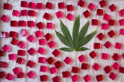 Gummy THC 5mg ea./30pk $18 at Curaleaf Maine Gummy THC 5mg ea./30pk $18 at Curaleaf Maine