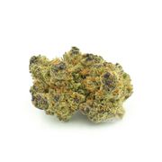 Purple Urkle | 7g at Curaleaf MA Oxford | Medical Use Purple Urkle | 7g at Curaleaf MA Oxford | Medical Use