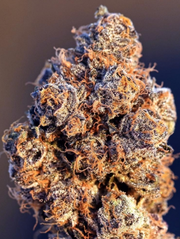 Cherry Pie | 3.5g at Curaleaf AZ Central Cherry Pie | 3.5g at Curaleaf AZ Central