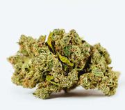 TRH|FLOWER|(I/D)Bordello||B|1g at Curaleaf AZ Bell TRH|FLOWER|(I/D)Bordello||B|1g at Curaleaf AZ Bell
