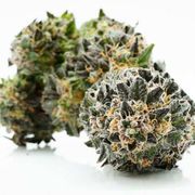 Grow West Pie Crust 3.5g at Curaleaf Reisterstown Grow West Pie Crust 3.5g at Curaleaf Reisterstown