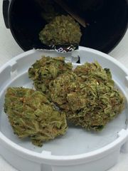 Key West Cobbler #1 8ths at Curaleaf Takoma Key West Cobbler #1 8ths at Curaleaf Takoma