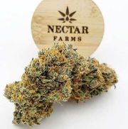 1FNF*PR FLOWER 3.5g - Diaper Dank at Curaleaf AZ Midtown 1FNF*PR FLOWER 3.5g - Diaper Dank at Curaleaf AZ Midtown