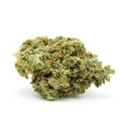 Golden Cobra | 7g at Curaleaf Provincetown | Adult Use Golden Cobra | 7g at Curaleaf Provincetown | Adult Use