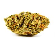 Cactus Breath | 3.5g | Top Shelf at Curaleaf AZ Bell Cactus Breath | 3.5g | Top Shelf at Curaleaf AZ Bell