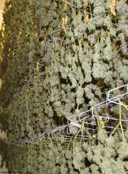 FLOWER 3.5g - Rick Sanchez at Curaleaf AZ Central FLOWER 3.5g - Rick Sanchez at Curaleaf AZ Central