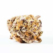 Flower 1g - Purple Punch at Curaleaf AZ Gilbert Flower 1g - Purple Punch at Curaleaf AZ Gilbert
