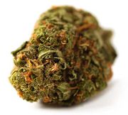 Hibiscus | 3.5g | Baseline at Curaleaf AZ Bell Hibiscus | 3.5g | Baseline at Curaleaf AZ Bell