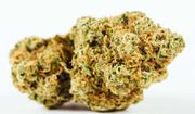 Mothers Milk | 3.5g at Curaleaf AZ Central Mothers Milk | 3.5g at Curaleaf AZ Central