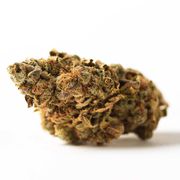 Flower 1g - Skunk Fighter Haze at Curaleaf AZ Youngtown Flower 1g - Skunk Fighter Haze at Curaleaf AZ Youngtown