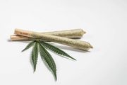 East Coast Alien Preroll | 1g at Curaleaf AZ Central East Coast Alien Preroll | 1g at Curaleaf AZ Central