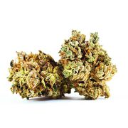 Top Tier | Lemon Hashplant at Curaleaf AZ Gilbert Top Tier | Lemon Hashplant at Curaleaf AZ Gilbert