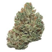 Kimbo Kush | 3.5g at Curaleaf AZ Central Kimbo Kush | 3.5g at Curaleaf AZ Central