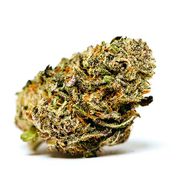 Flower 3.5g - Mandarin Cookies at Curaleaf AZ Gilbert Flower 3.5g - Mandarin Cookies at Curaleaf AZ Gilbert