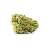 Critical Jack | 3.5g at Curaleaf MA Hanover Critical Jack | 3.5g at Curaleaf MA Hanover