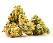 Flower 3.5g - Northern Lights at Curaleaf AZ Youngtown Flower 3.5g - Northern Lights at Curaleaf AZ Youngtown
