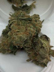 Canna-So-Hard 8th at Curaleaf Takoma Canna-So-Hard 8th at Curaleaf Takoma