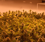 FLOWER 1g - LA Confidential at Curaleaf AZ Bell FLOWER 1g - LA Confidential at Curaleaf AZ Bell