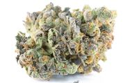 Albert's Super Silver Sour Diesel (1/8oz) at Curaleaf NJ Bellmawr Albert's Super Silver Sour Diesel (1/8oz) at Curaleaf NJ Bellmawr