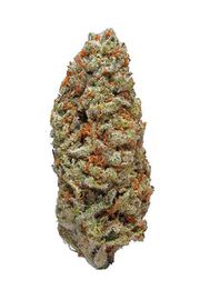 1FSF*M FLOWER 1g - Skunk Fighter Haze at Curaleaf AZ Central 1FSF*M FLOWER 1g - Skunk Fighter Haze at Curaleaf AZ Central