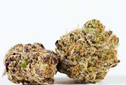 FLOWER 3.5g - Sundae Driver at Curaleaf AZ Central FLOWER 3.5g - Sundae Driver at Curaleaf AZ Central