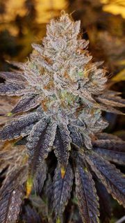 Blue Dream 3.5g Hybrid at Curaleaf Maine Blue Dream 3.5g Hybrid at Curaleaf Maine
