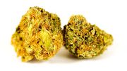 Flower 3.5g | Nitrous at Curaleaf AZ Youngtown Flower 3.5g | Nitrous at Curaleaf AZ Youngtown