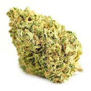 Northern Wonder | 1g | Top Shelf at Curaleaf AZ Bell Northern Wonder | 1g | Top Shelf at Curaleaf AZ Bell