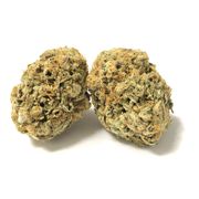 Flower 1g - Night Terror OG at Curaleaf AZ Bell Flower 1g - Night Terror OG at Curaleaf AZ Bell