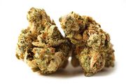 Flower 3.5g - Blackwater x Watermelon at Curaleaf AZ Youngtown Flower 3.5g - Blackwater x Watermelon at Curaleaf AZ Youngtown