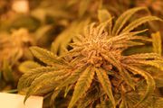 Cherry Pie | 3.5g at Curaleaf AZ Bell Cherry Pie | 3.5g at Curaleaf AZ Bell
